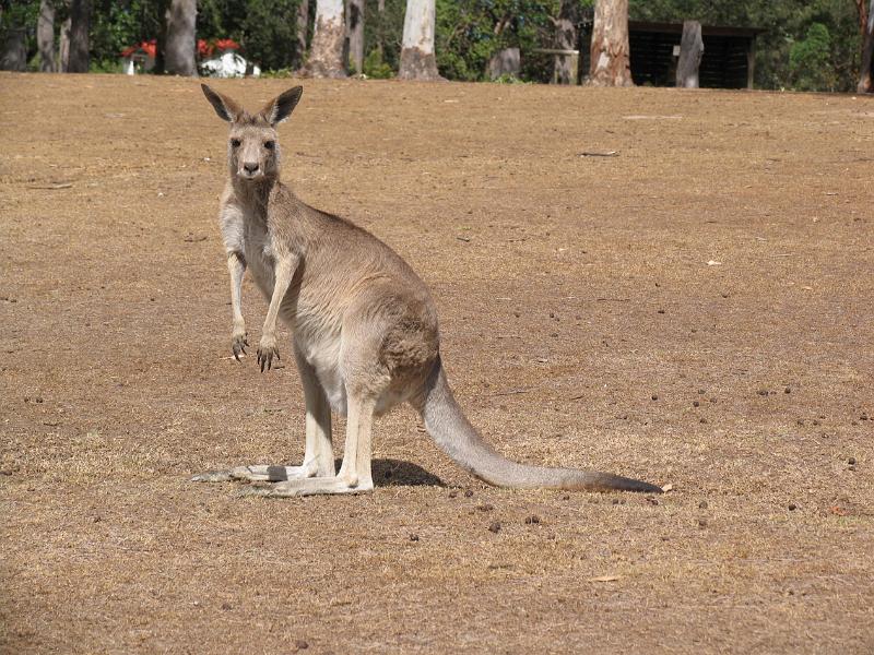 Kangaroo Island (5).jpg